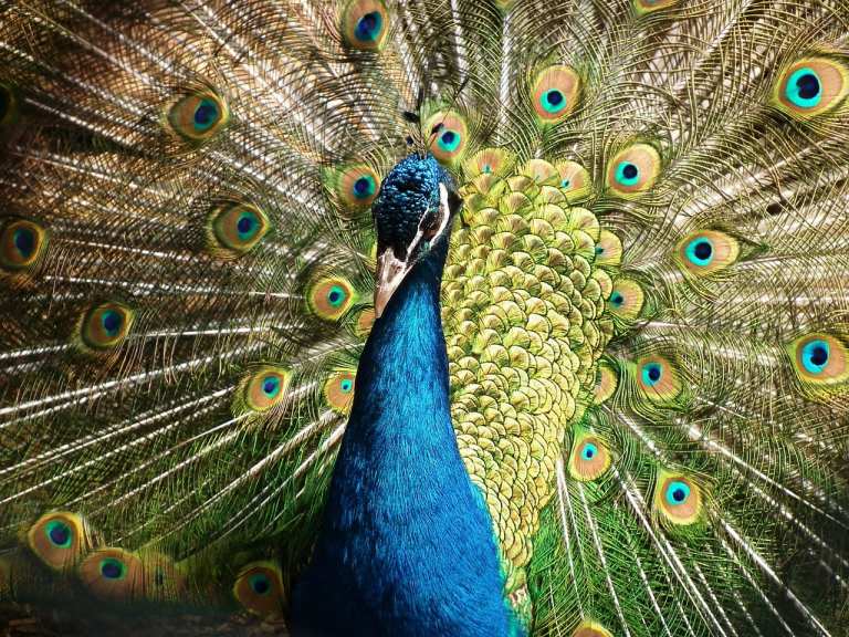 \"Peacock